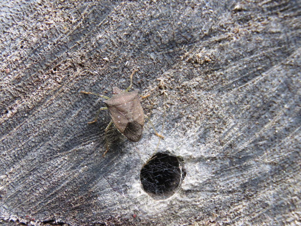 Mitripus acutus