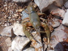 Cambarus rusticiformis
