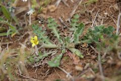 Hyoseris scabra