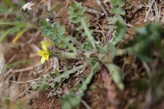 Hyoseris scabra