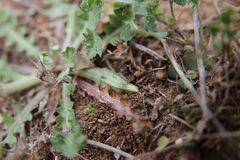 Hyoseris scabra