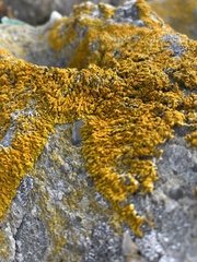 Dufourea