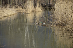 Anas platyrhynchos
