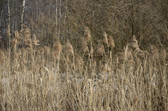 Phragmites australis