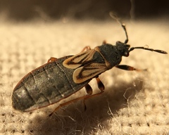 Ischnodemus sabuleti