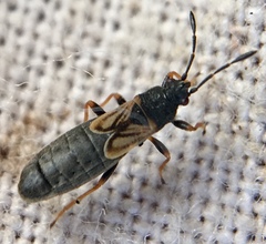 Ischnodemus sabuleti