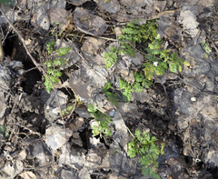 Anthriscus sylvestris