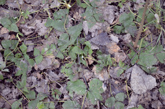 Fragaria × ananassa