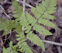 Dryopteris carthusiana