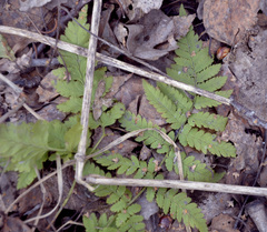 Dryopteris carthusiana