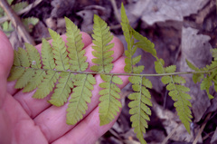 Dryopteris carthusiana