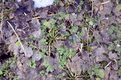 Ranunculus repens