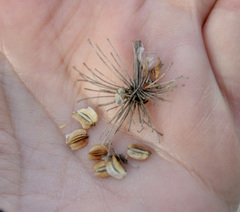 Angelica sylvestris