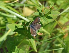 Cyaniris semiargus