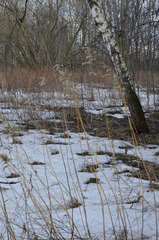 Solidago gigantea
