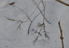 Filipendula ulmaria