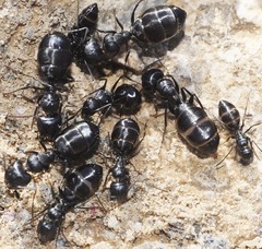 Camponotus gestroi