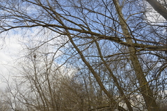 Salix caprea