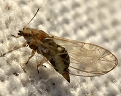 Triozidae