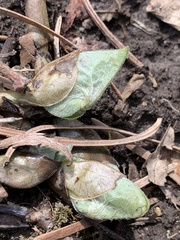 Asarum canadense