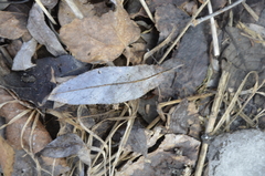 Salix caprea