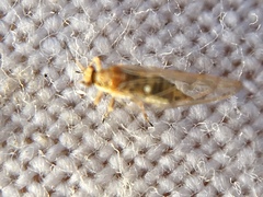 Triozidae
