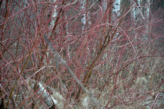Cornus sericea