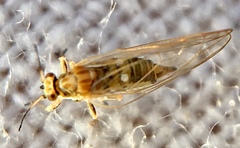 Triozidae