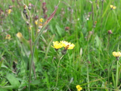 Pilosella lactucella