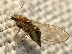 Triozidae