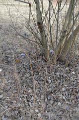 Rubus idaeus