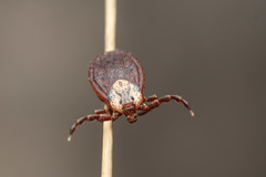 Dermacentor marginatus