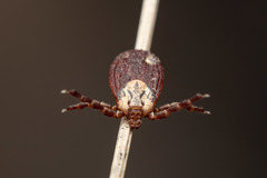Dermacentor marginatus