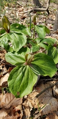 Trillium viride