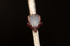 Rhipicephalus sanguineus