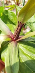Trillium viride