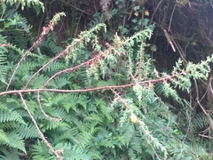 Hypericum laricifolium