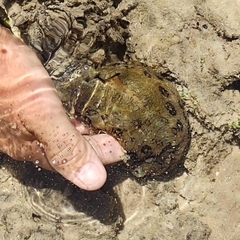 Aplysia dactylomela