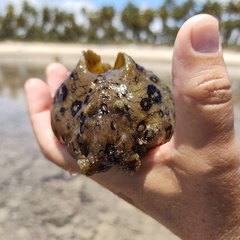 Aplysia dactylomela
