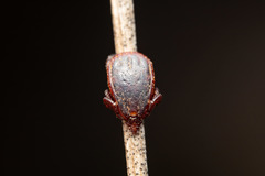 Rhipicephalus sanguineus