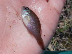 Lepomis megalotis