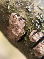 Peniophora polygonia