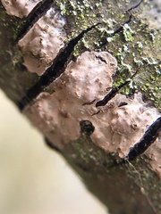 Peniophora polygonia