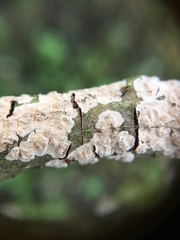 Peniophora polygonia