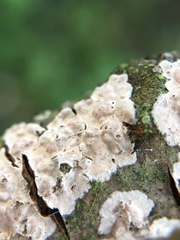 Peniophora polygonia
