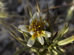Trixis angustifolia
