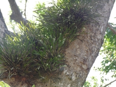 Scaphyglottis micrantha