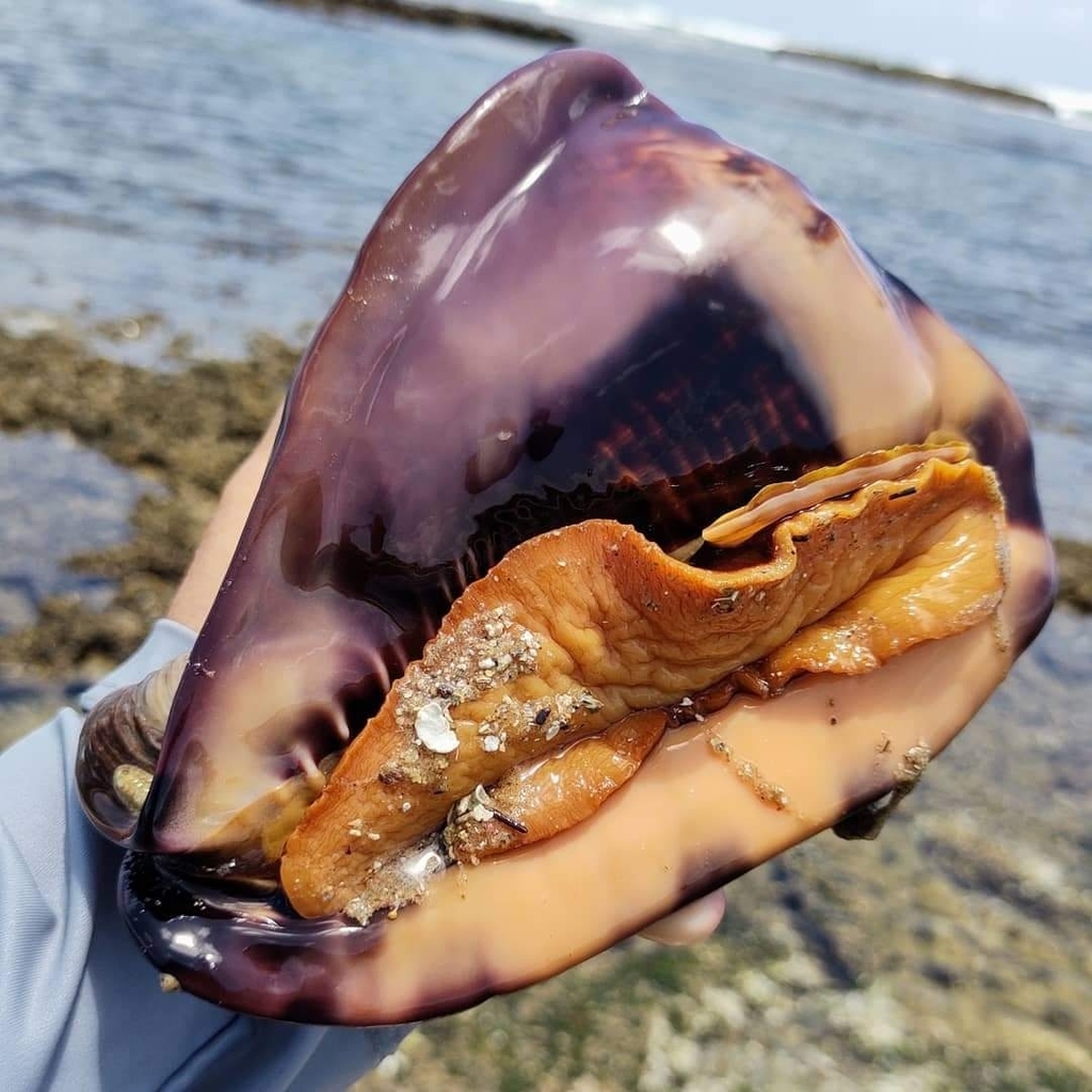Photo of Tuberous Helmet (Cassis tuberosa)