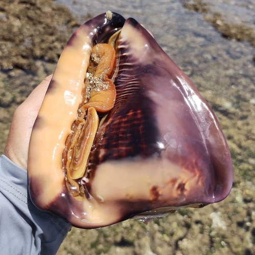 Photo of Tuberous Helmet (Cassis tuberosa)