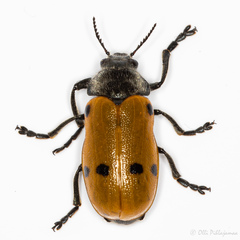 Lachnaia sexpunctata